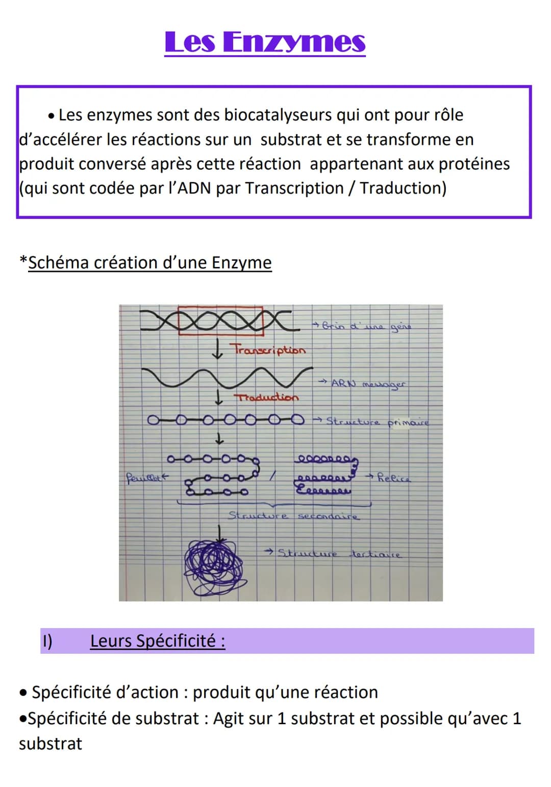 Les Enzymes
• Les enzymes sont des biocatalyseurs qui ont pour rôle
d'accélérer les réactions sur un substrat et se transforme en
produit co