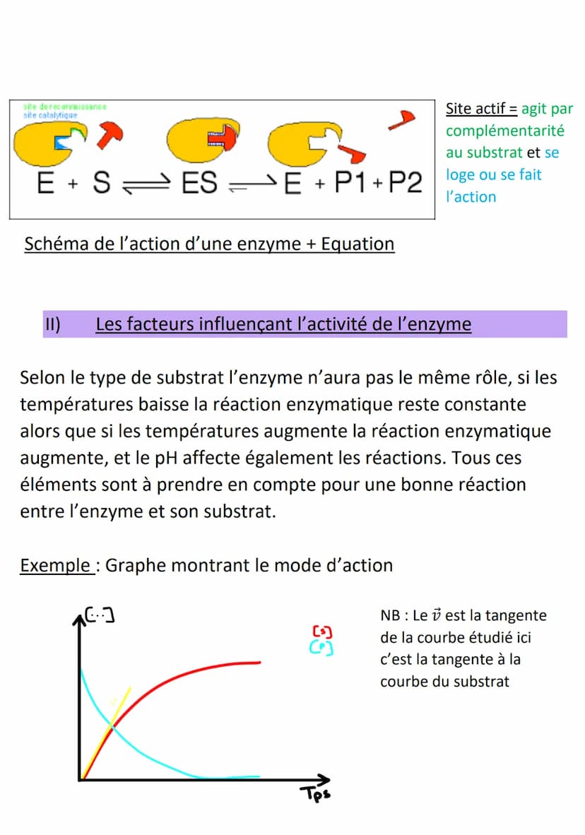 Les Enzymes
• Les enzymes sont des biocatalyseurs qui ont pour rôle
d'accélérer les réactions sur un substrat et se transforme en
produit co