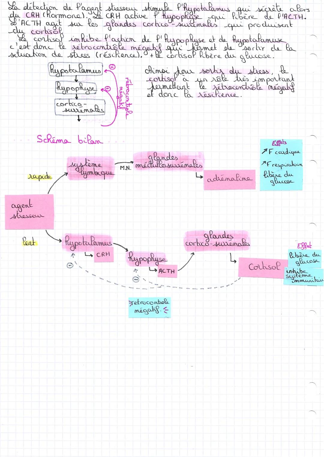 chap g
L'adaptabilité de l'organisme au stress -
Les systèmes merveux et hormomaux intervienment dans la
regulation de paramètres physiologi