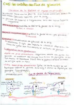 Know Les contrôles des flux de glucose   thumbnail