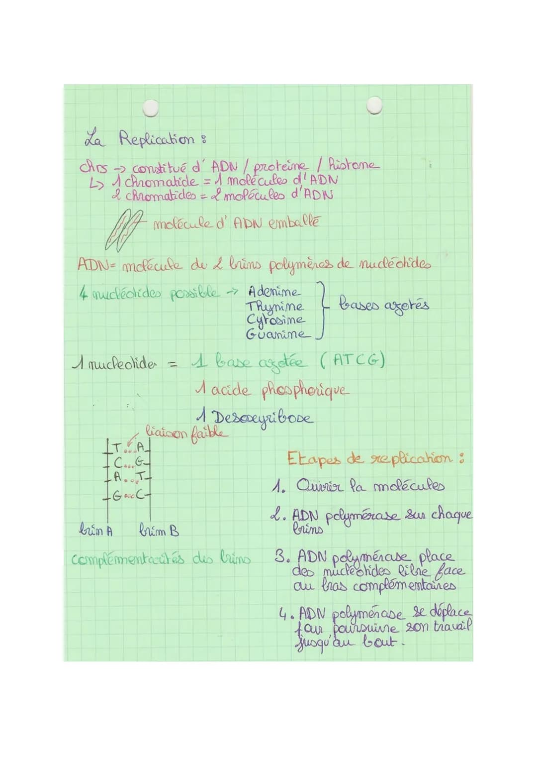 Theme 1
FA
SVT
Def& division cellulaire précédée de la réplication de l'ADN,
conduisant à partir d'une ceflute mère, au partage de
l'informa