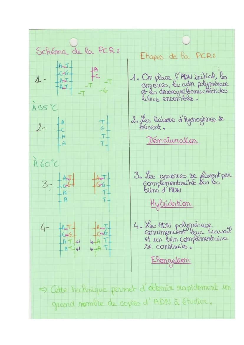Theme 1
FA
SVT
Def& division cellulaire précédée de la réplication de l'ADN,
conduisant à partir d'une ceflute mère, au partage de
l'informa