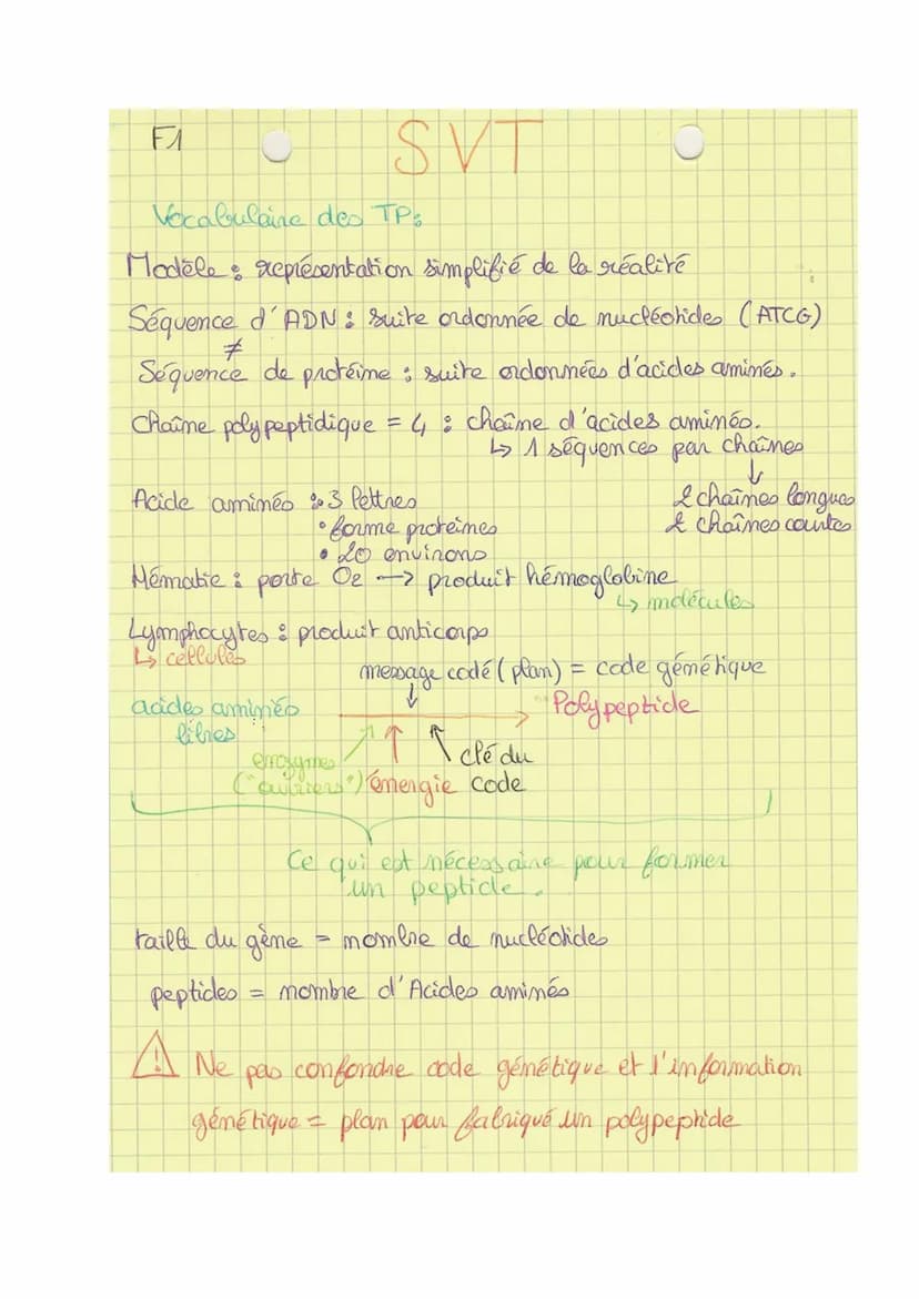 Theme 1
FA
SVT
Def& division cellulaire précédée de la réplication de l'ADN,
conduisant à partir d'une ceflute mère, au partage de
l'informa