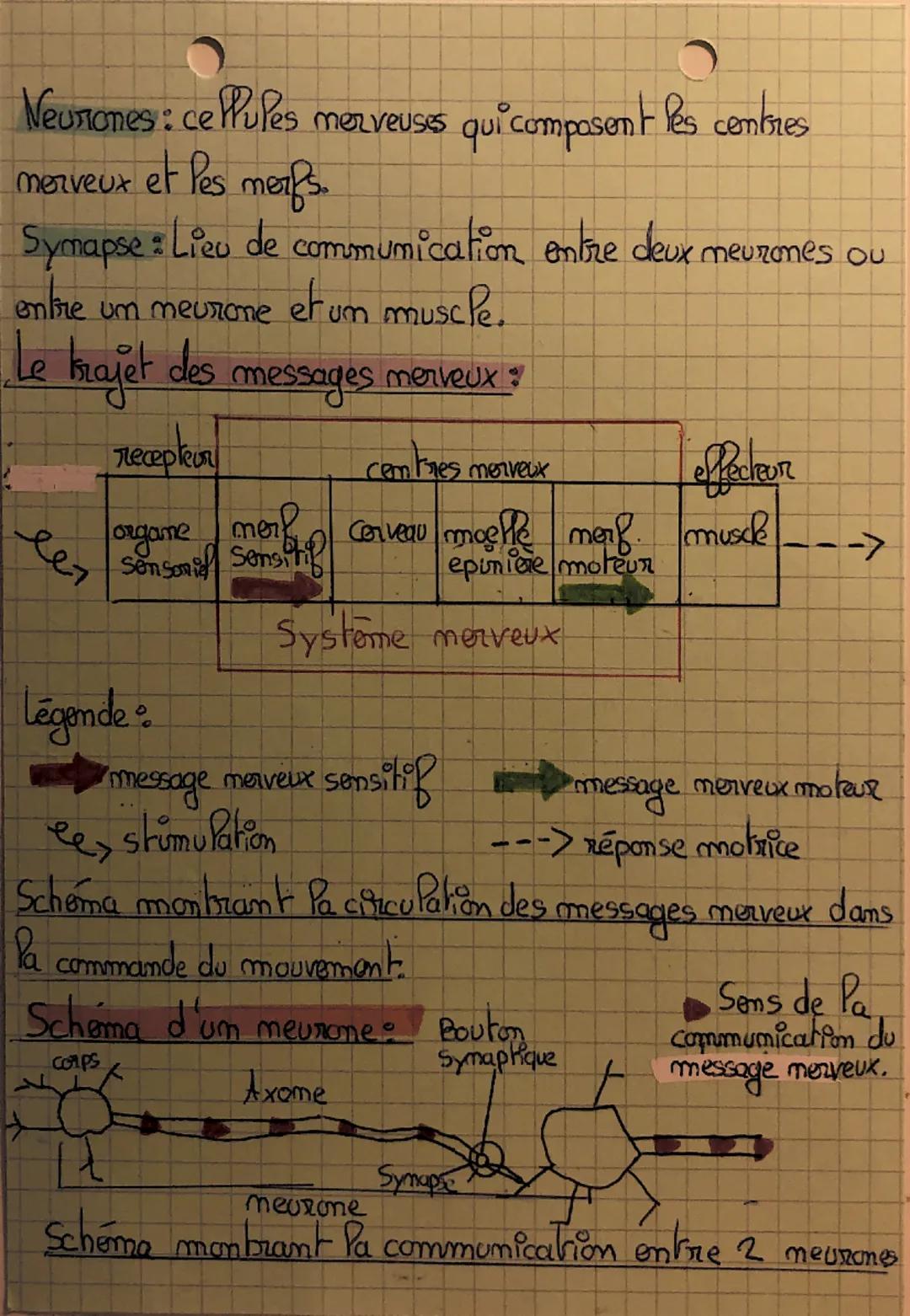 # SVT
Les systeme merveux
- Savor Pexique par $\heartsuit$
- Schématiser le krajet des messages maveux
- Schématiser + Régender um meurone
-