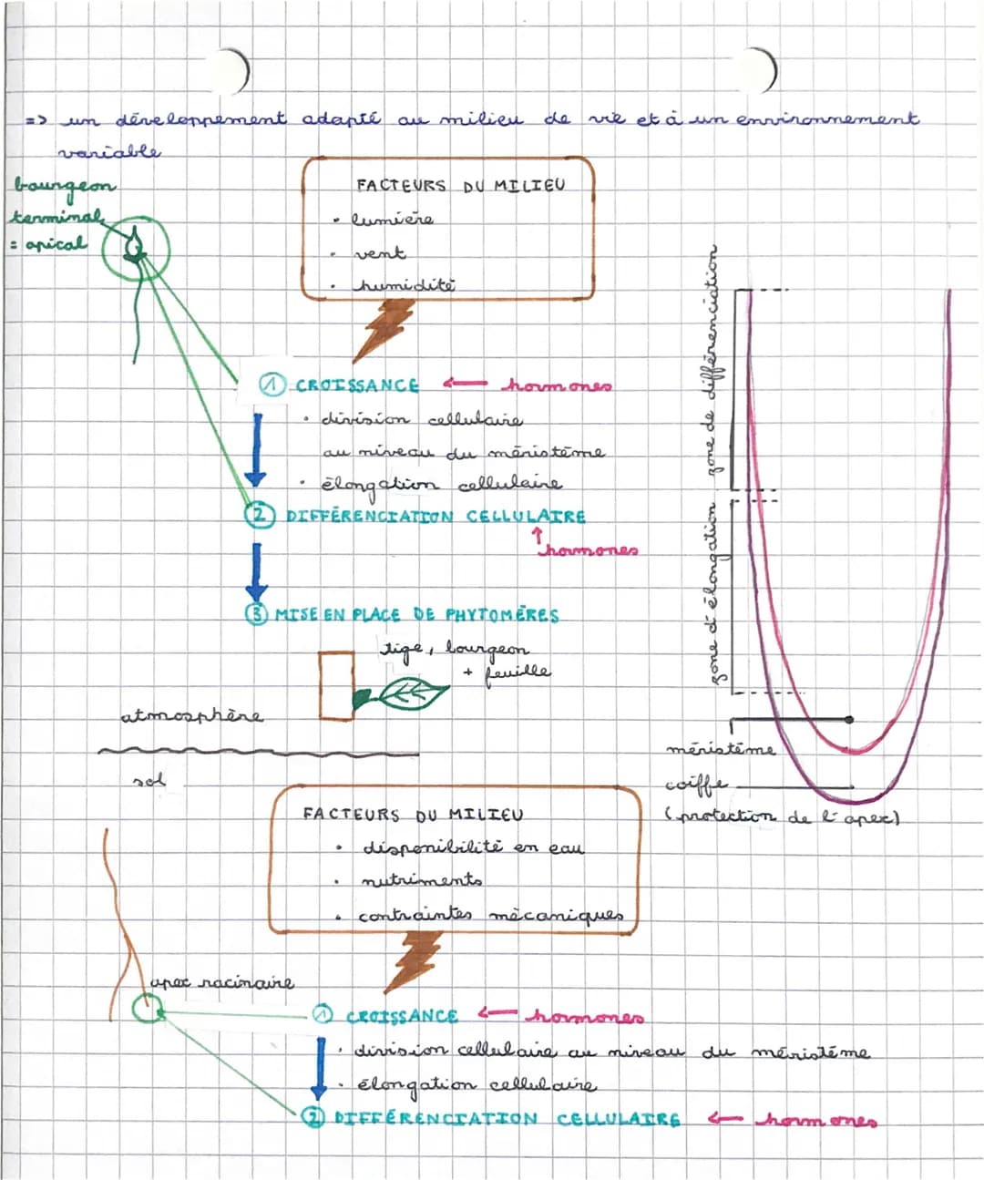 CHAPITRE A L'ORGANISATION FONCTIONNELLE D'UNE PLANTE A FLEURS
fleurs
Les plantes regroupent les plantes a
Gymnospermes (sapino, pino) et les