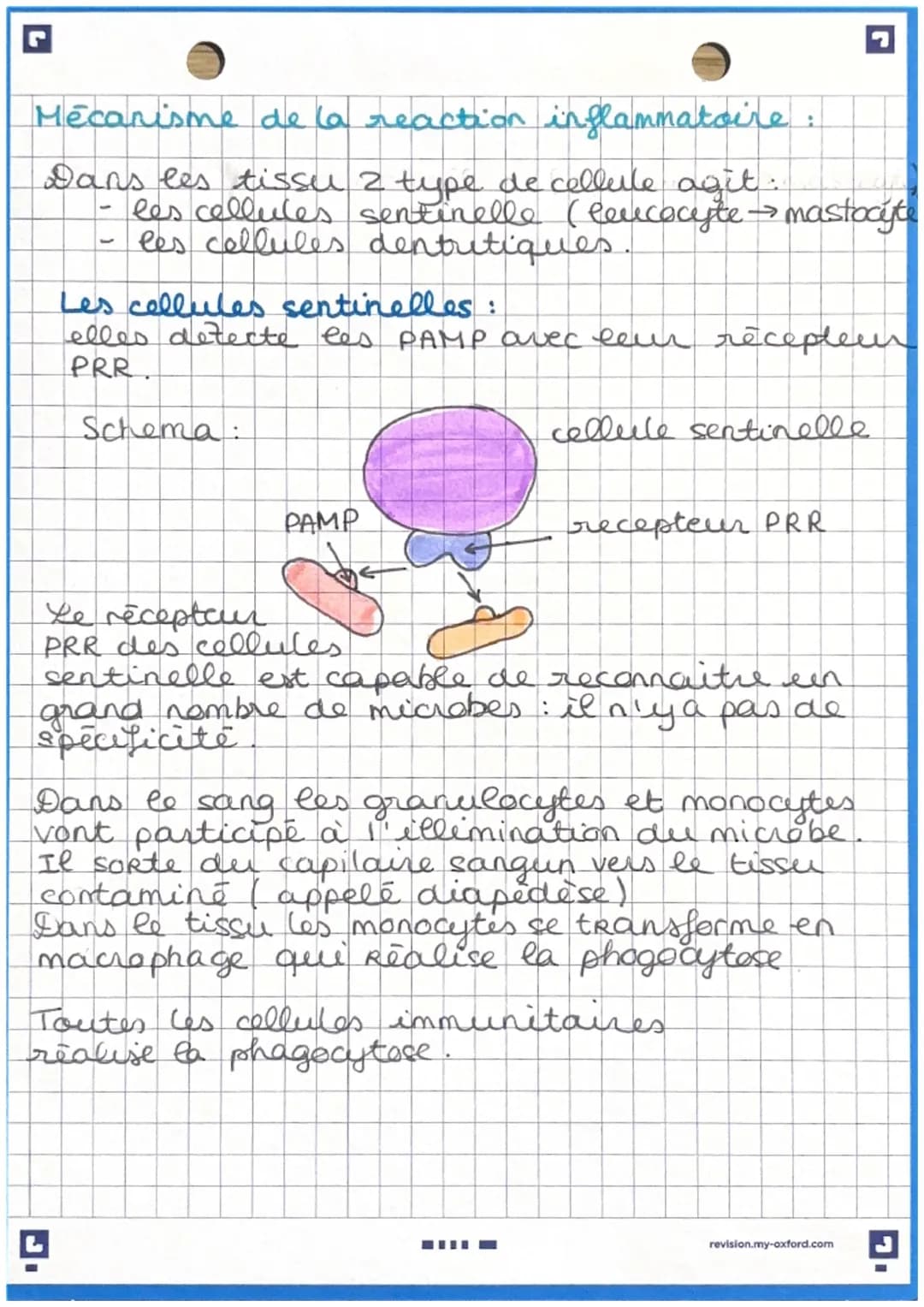 ง
immuniteinde
Immunité inée: ensemble de reaction
présente dès la naissance et ne necessitant
pas d'apprentissage préalable. Elle se déclen