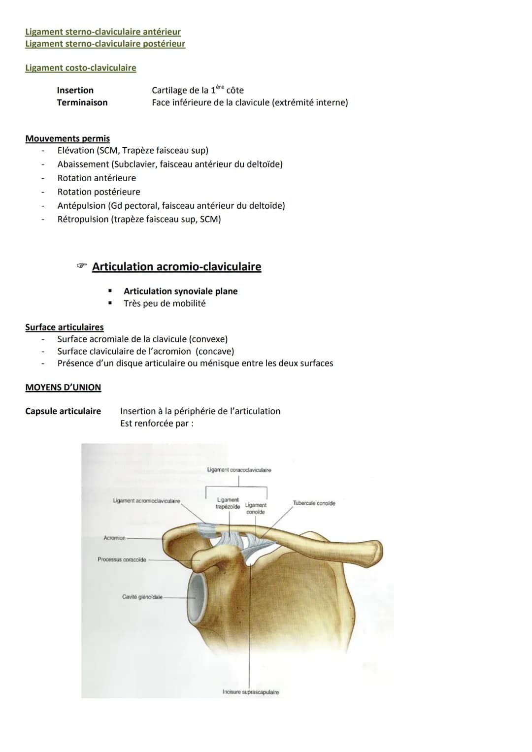 Introduction
Ceinture scapulaire
Clavicule
Scapula
Sternum
Extrémité supérieure de l'humérus
La première côte
Articulations en présence
A Ar