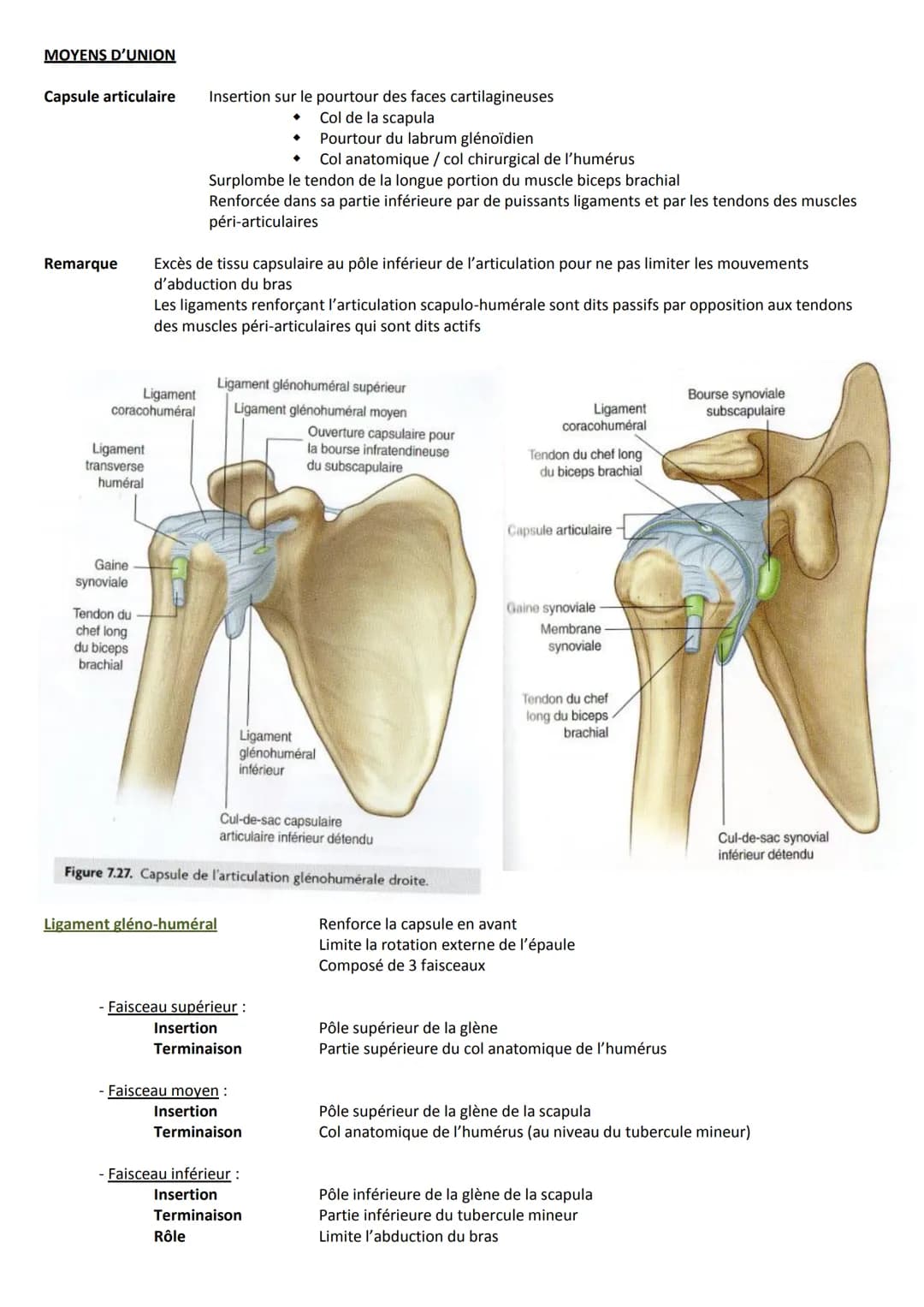 Introduction
Ceinture scapulaire
Clavicule
Scapula
Sternum
Extrémité supérieure de l'humérus
La première côte
Articulations en présence
A Ar