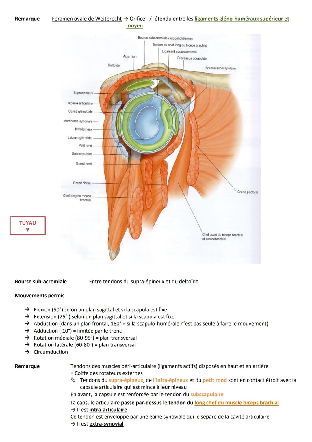 Introduction
Ceinture scapulaire
Clavicule
Scapula
Sternum
Extrémité supérieure de l'humérus
La première côte
Articulations en présence
A Ar