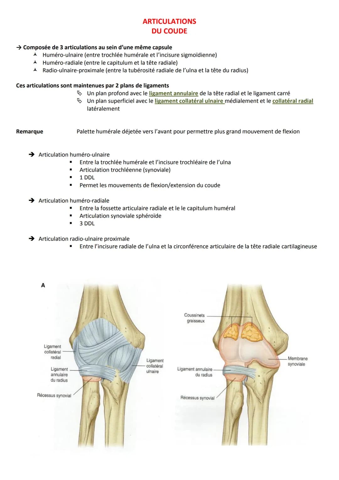 Introduction
Ceinture scapulaire
Clavicule
Scapula
Sternum
Extrémité supérieure de l'humérus
La première côte
Articulations en présence
A Ar