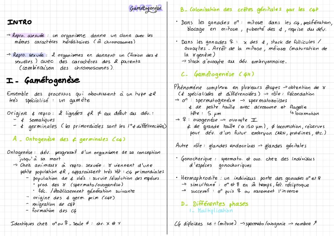 Les Étapes de la Gamétogenèse: Schémas et Cours