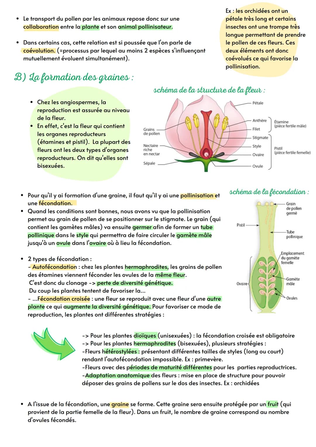 Th 2: de la plante sauvage à la plante domestiquée
Ch 13: Reproduction de la plante
entre vie fixée et mobilité
Intro : Les angiospermes, au