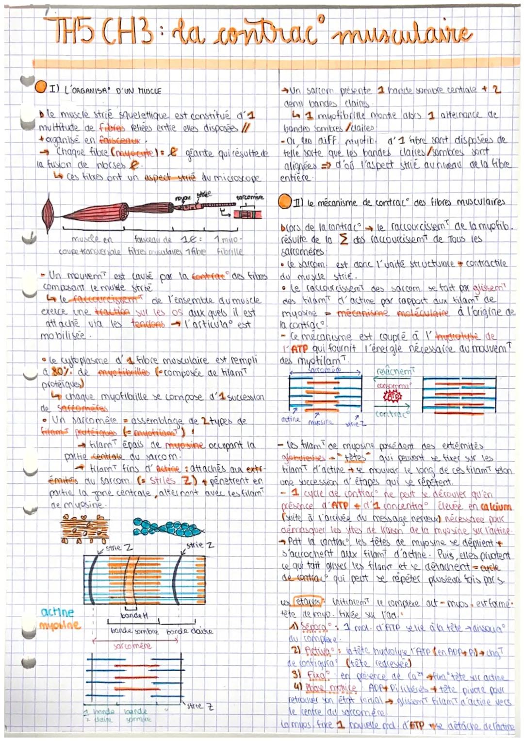 # TH5 CH3: la contrac musculaire

I) L'ORGANISA D'UN MUSCLE

ble muscle strie squelettique est constitué d'1
multitude de fibres reliées ent