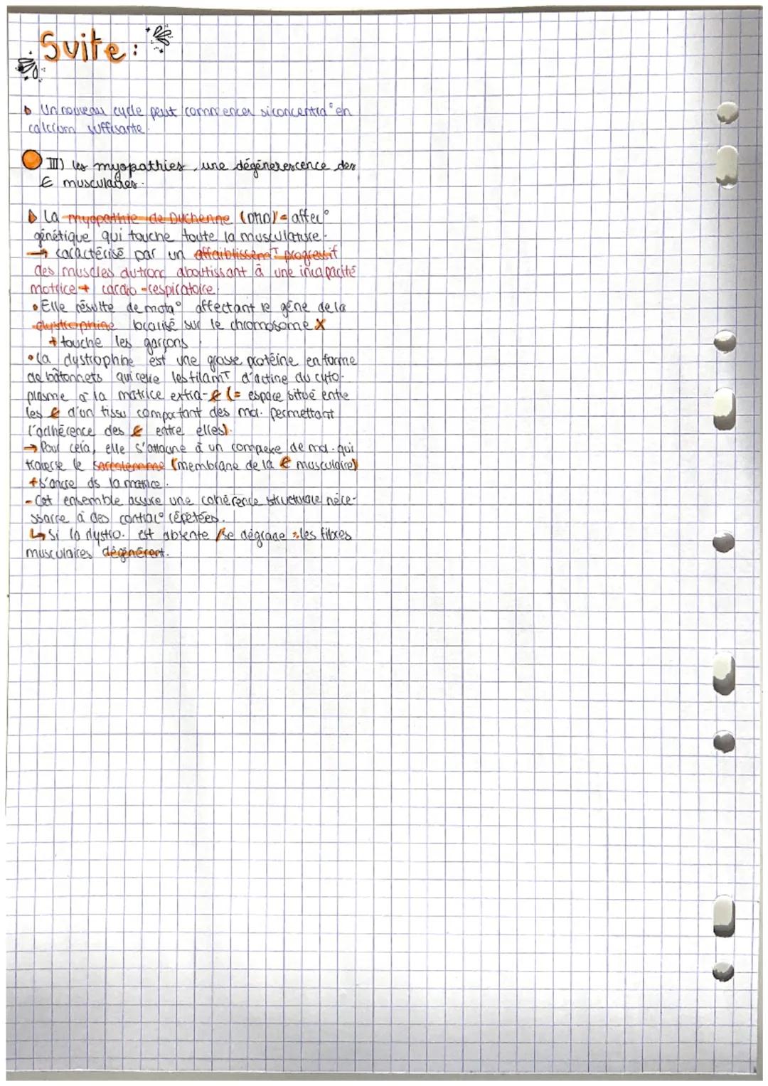 # TH5 CH3: la contrac musculaire

I) L'ORGANISA D'UN MUSCLE

ble muscle strie squelettique est constitué d'1
multitude de fibres reliées ent