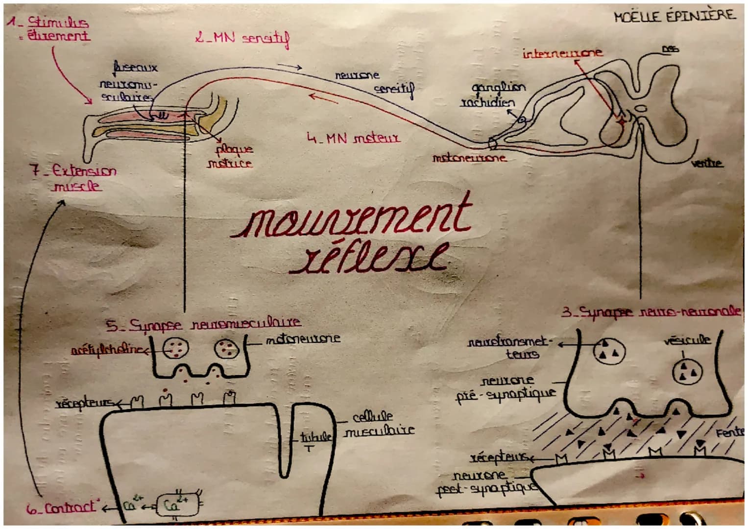 1. Stimulus
:étement
Aseaux
neuromus
Scubites
2_MN sensitif
plaque
metrice
7. Extension
Smuscle
new one
sereiti
ganglion
rachidien
4.MN mete