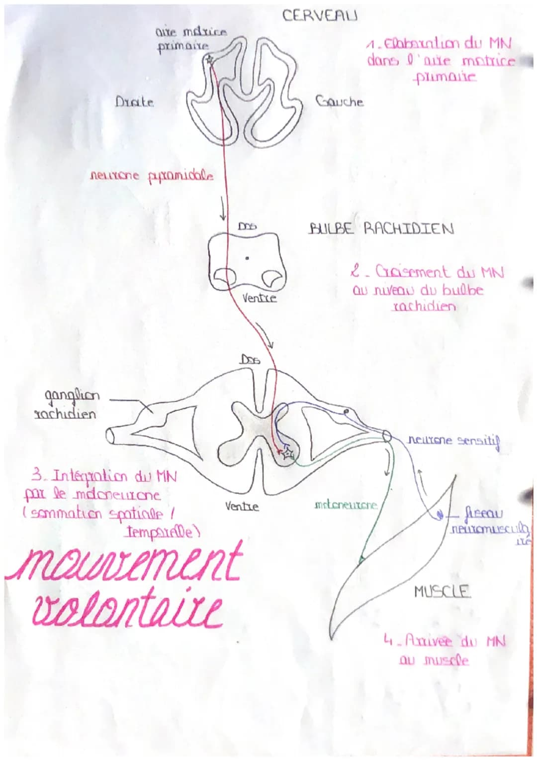 1. Stimulus
:étement
Aseaux
neuromus
Scubites
2_MN sensitif
plaque
metrice
7. Extension
Smuscle
new one
sereiti
ganglion
rachidien
4.MN mete