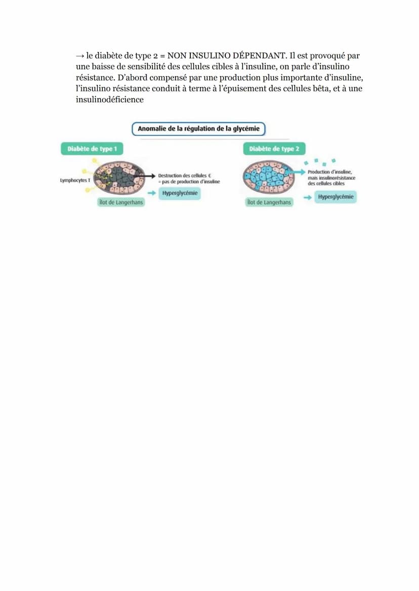 Chapitre 12: le flux de glucose, source d'énergie des cellules
musculaires
Introduction
Pour produire de l'énergie, les cellules musculaires