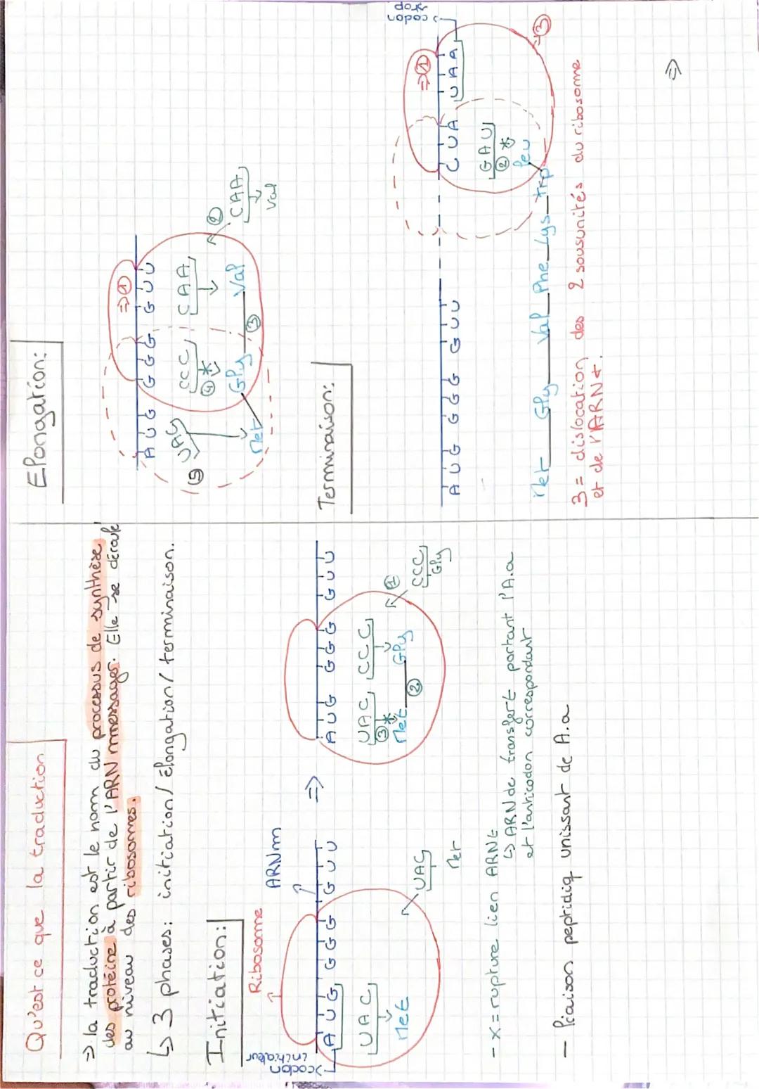 Qu'est ce que la traduction

→la traduction est le nom du processus de synthèse,
des proteine à partir de l'ARN messages. Elle se déroule
au