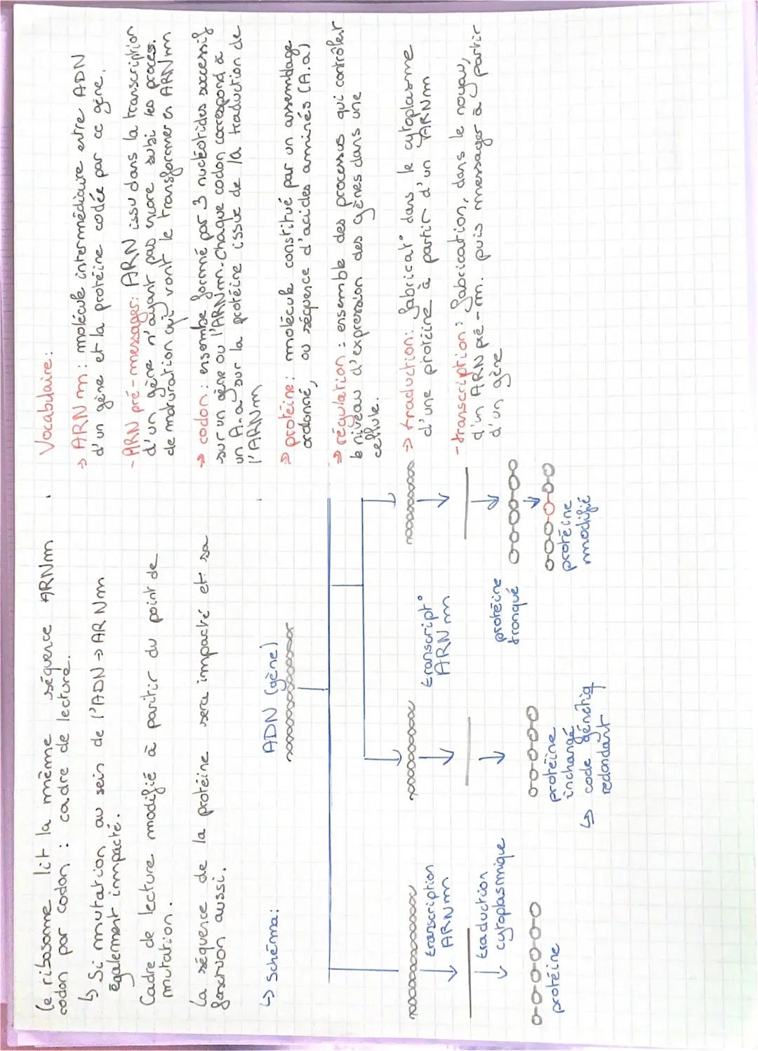 Qu'est ce que la traduction

→la traduction est le nom du processus de synthèse,
des proteine à partir de l'ARN messages. Elle se déroule
au