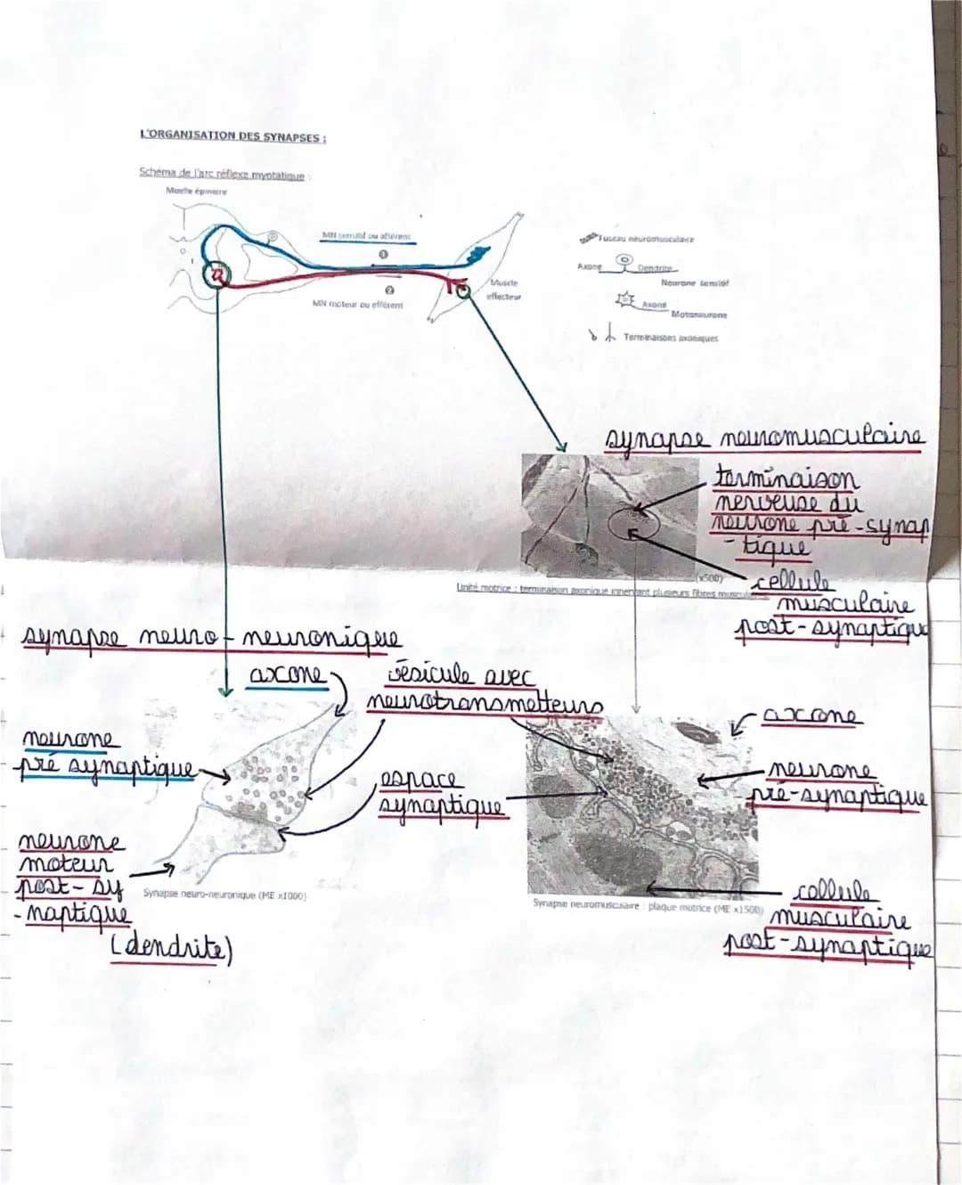 Organisation de synapses