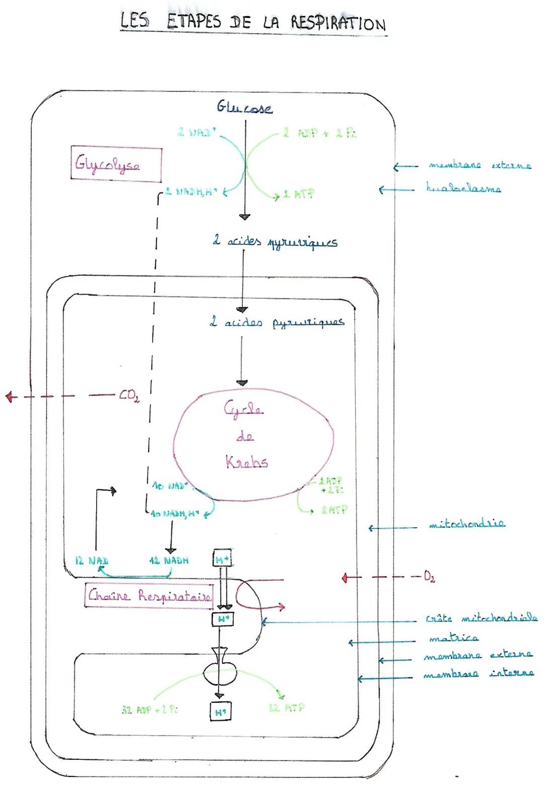 # LES ETAPES DE LA RESPIRATION

Glucose

2 VA3

2 ADP+2 P

Glycolyse

I MADH,HE

ATP

2 acides myruriques

2 acides pyruكسبونع

CD

AD NAD


