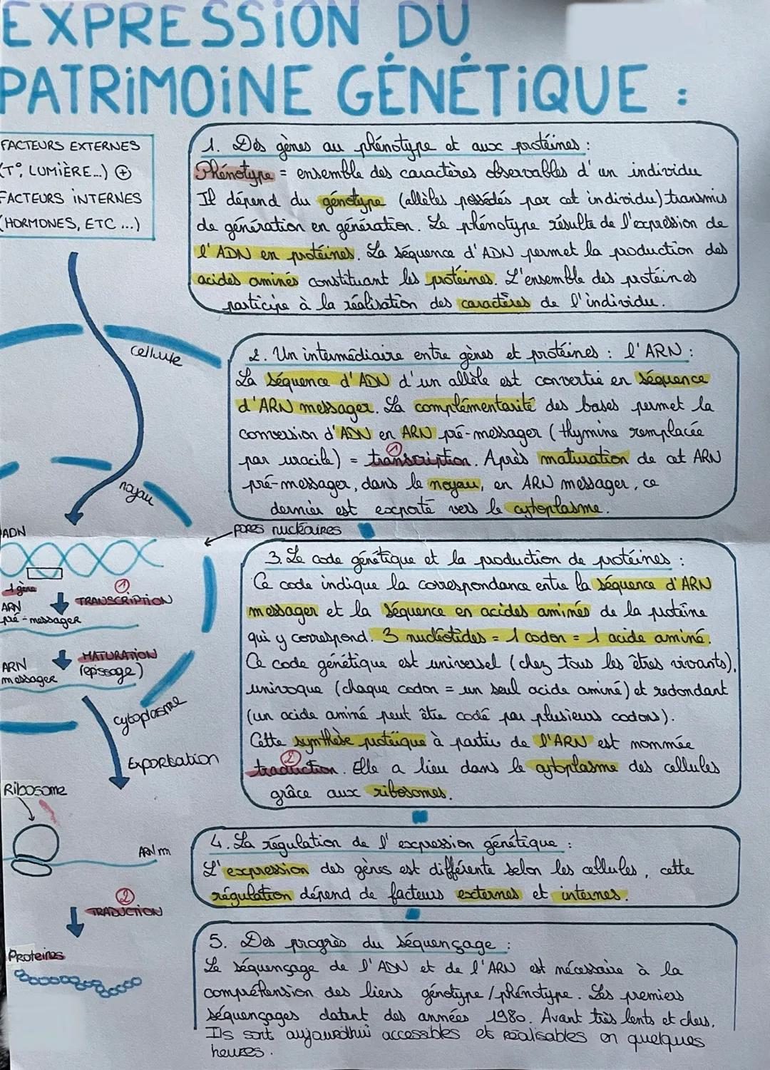 EXPRESSION DU
PATRIMOINE GÉNÉTIQUE :
FACTEURS EXTERNES
T LUMIÈRE..) G
FACTEURS INTERNES
HORMONES, ETC...)
ADN
ARN
pré-messageR
ARN
messager
