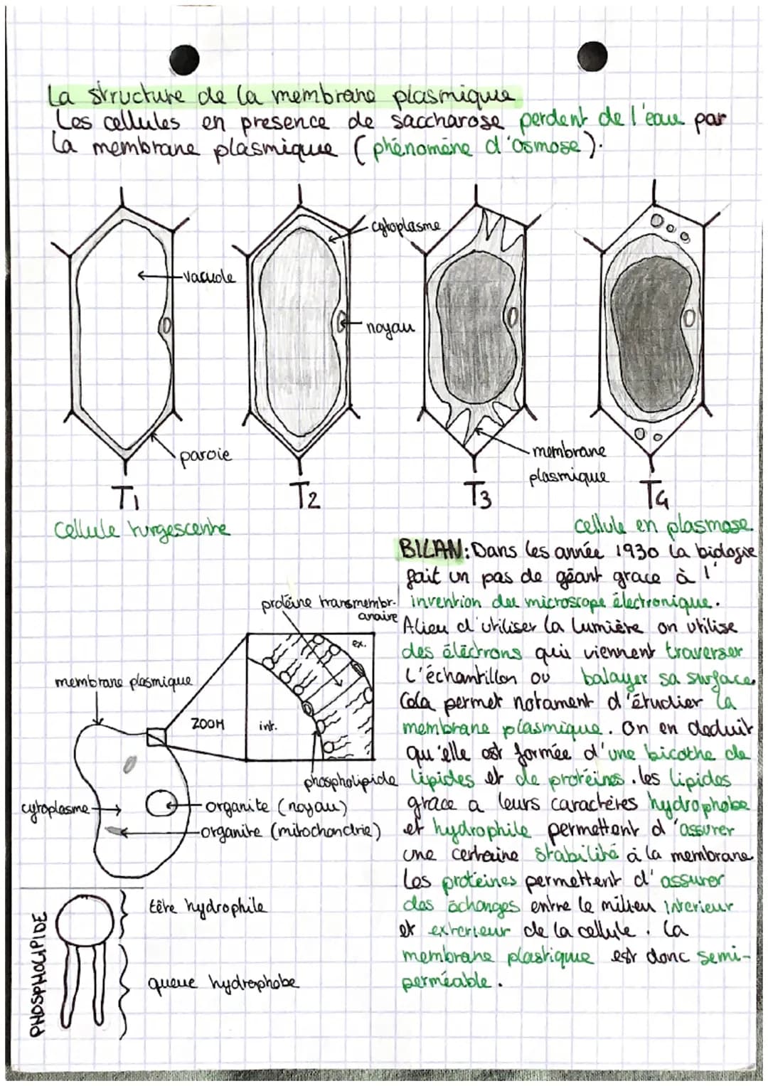 384 av JC
L'histoire de la découverte de la cellule
Robert
decouverte de la
cellule
Les animaux et les
plantes sont formés d'
éléments repet