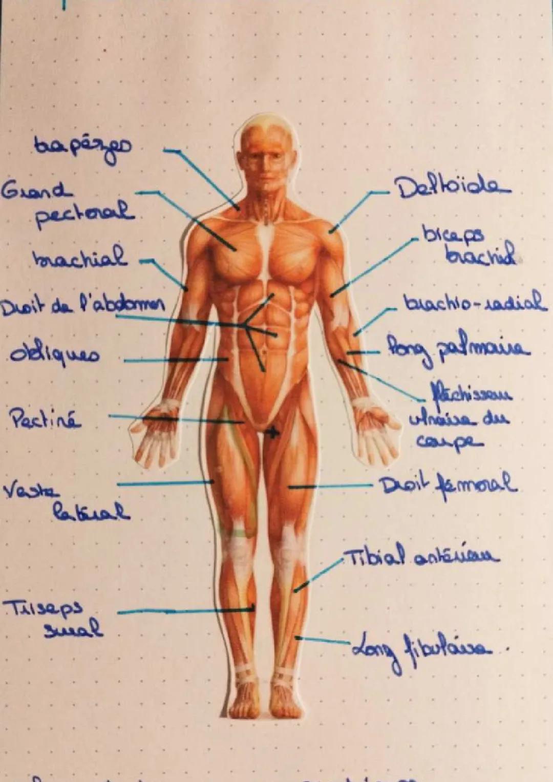 muscles du corps humain