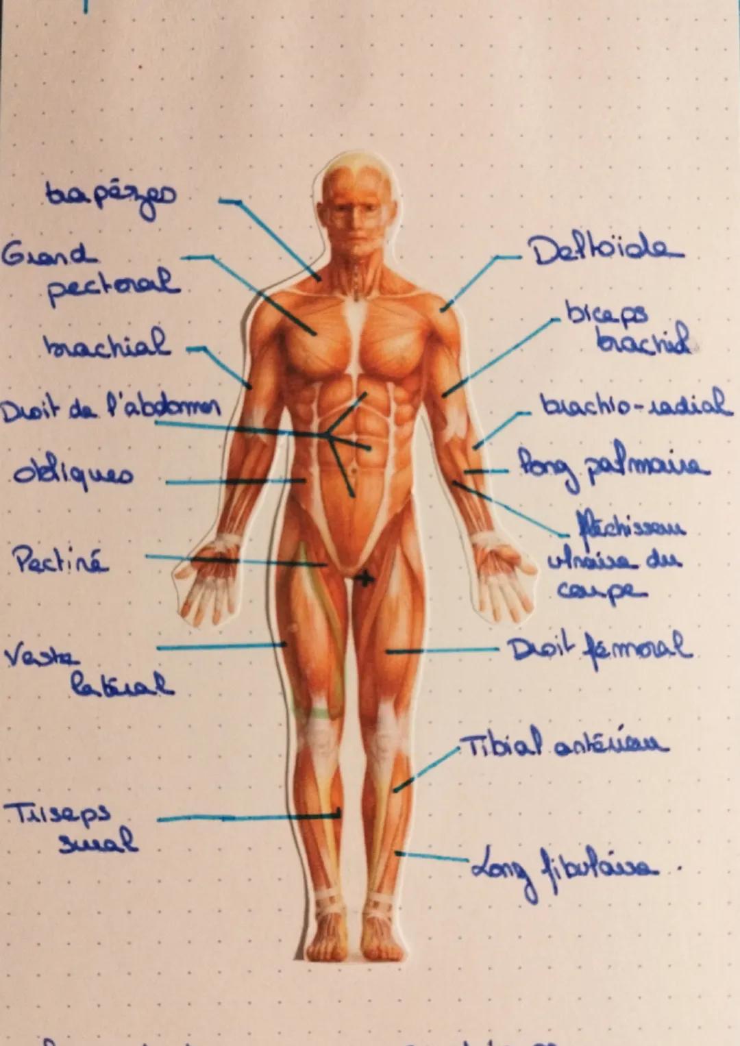 trapézzes
Grand
pectoral
brachial
Droit de l'abdomen
obliques
Pectiné
Vasta
lateral
Triseps
sural
Deltoide
biceps
brachid
brachio-radial
Pon