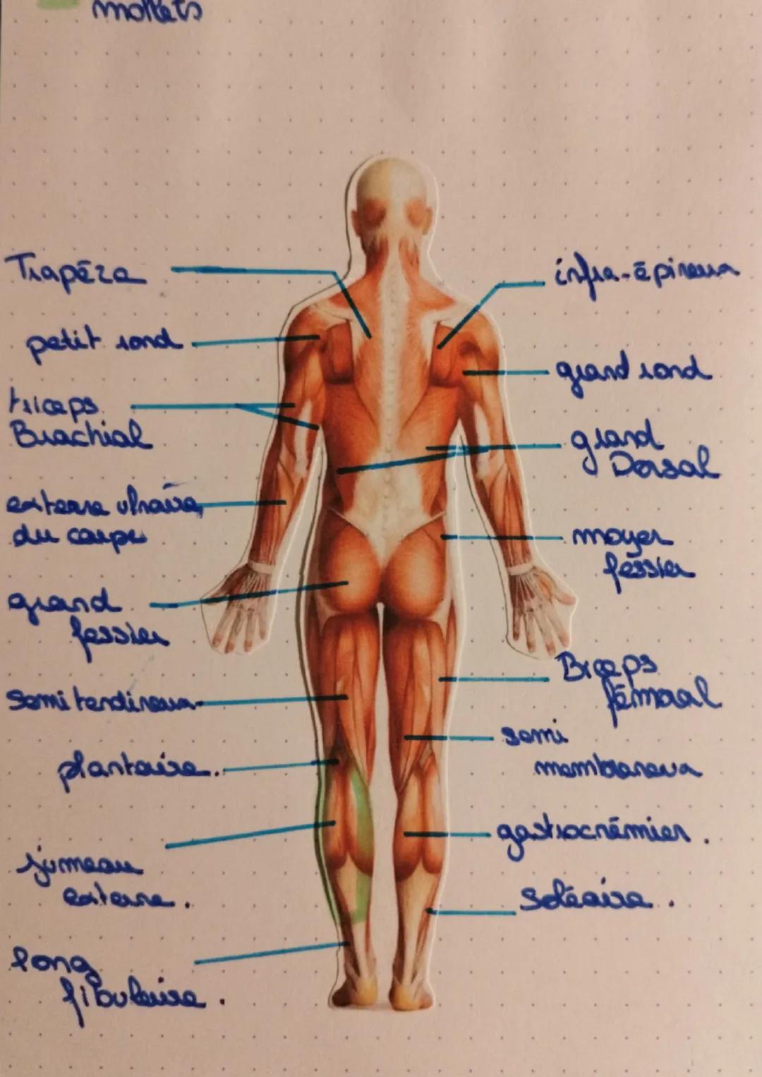 trapézzes
Grand
pectoral
brachial
Droit de l'abdomen
obliques
Pectiné
Vasta
lateral
Triseps
sural
Deltoide
biceps
brachid
brachio-radial
Pon