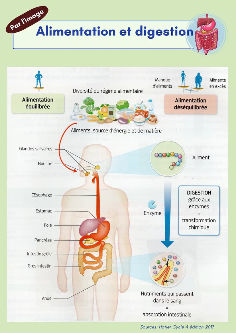 # Alimentation et digestion

## Besoins nutritionnels
Les aliments doivent couvrir les besoins nutritionnels en quantité et en
qualité pour 