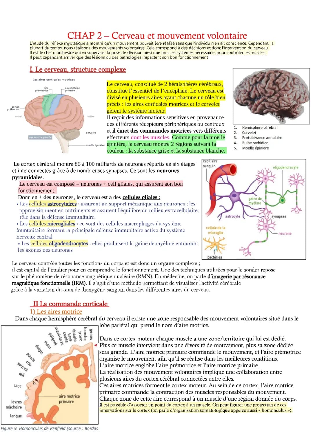 Le cerveau