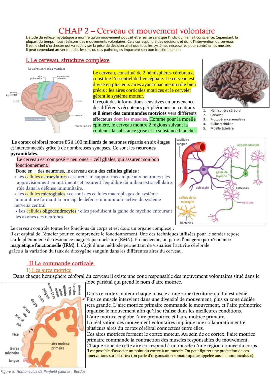 prefrontal
pre Cortex
avant
CHAP 2 Cerveau et mouvement volontaire
L'étude du réflexe myotatique a montré qu'un mouvement pouvait être réali