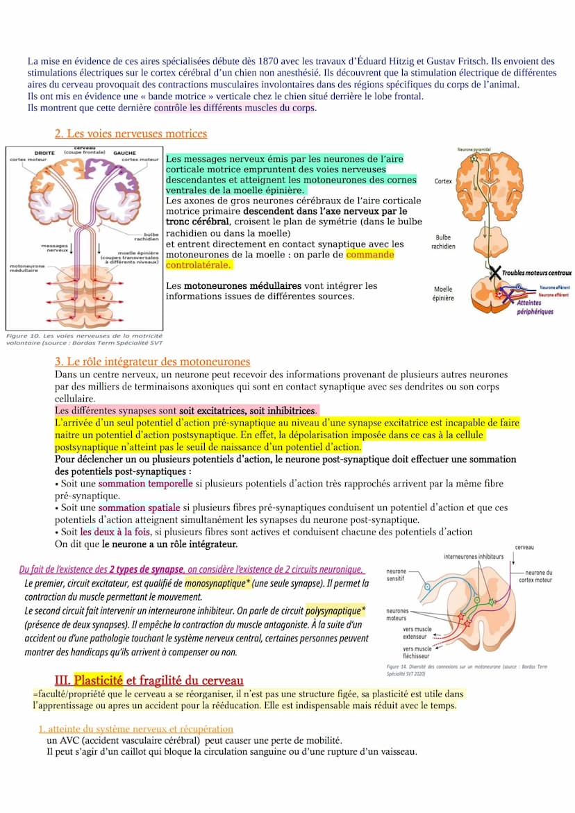 prefrontal
pre Cortex
avant
CHAP 2 Cerveau et mouvement volontaire
L'étude du réflexe myotatique a montré qu'un mouvement pouvait être réali