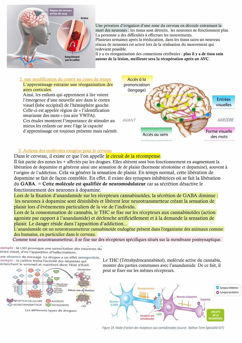 prefrontal
pre Cortex
avant
CHAP 2 Cerveau et mouvement volontaire
L'étude du réflexe myotatique a montré qu'un mouvement pouvait être réali