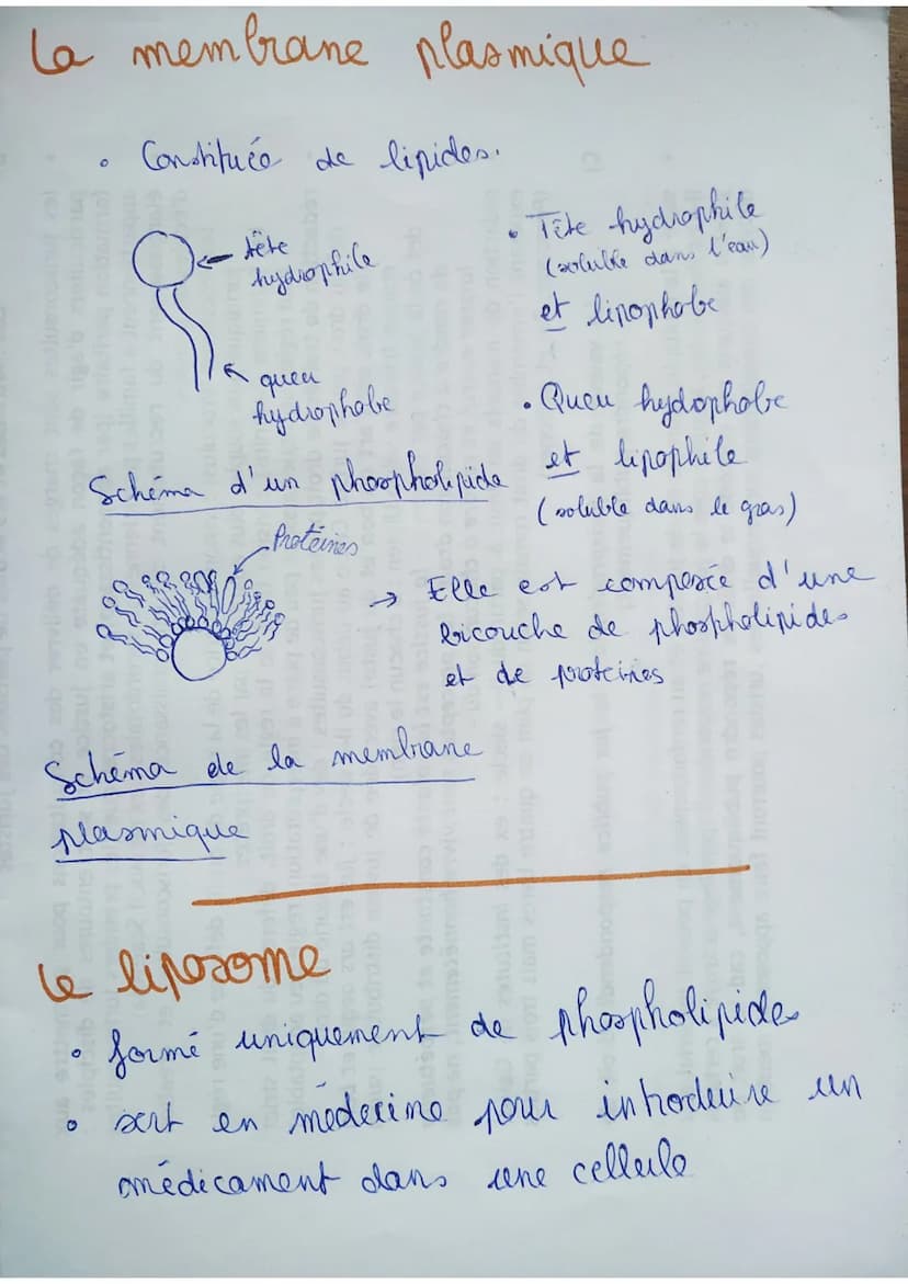 Ca ill vivante : une structure
са
complexe
1595 - Premier microscope optique par Janseen (x10)
- Microscope optique X30 par Galilée
Microsco