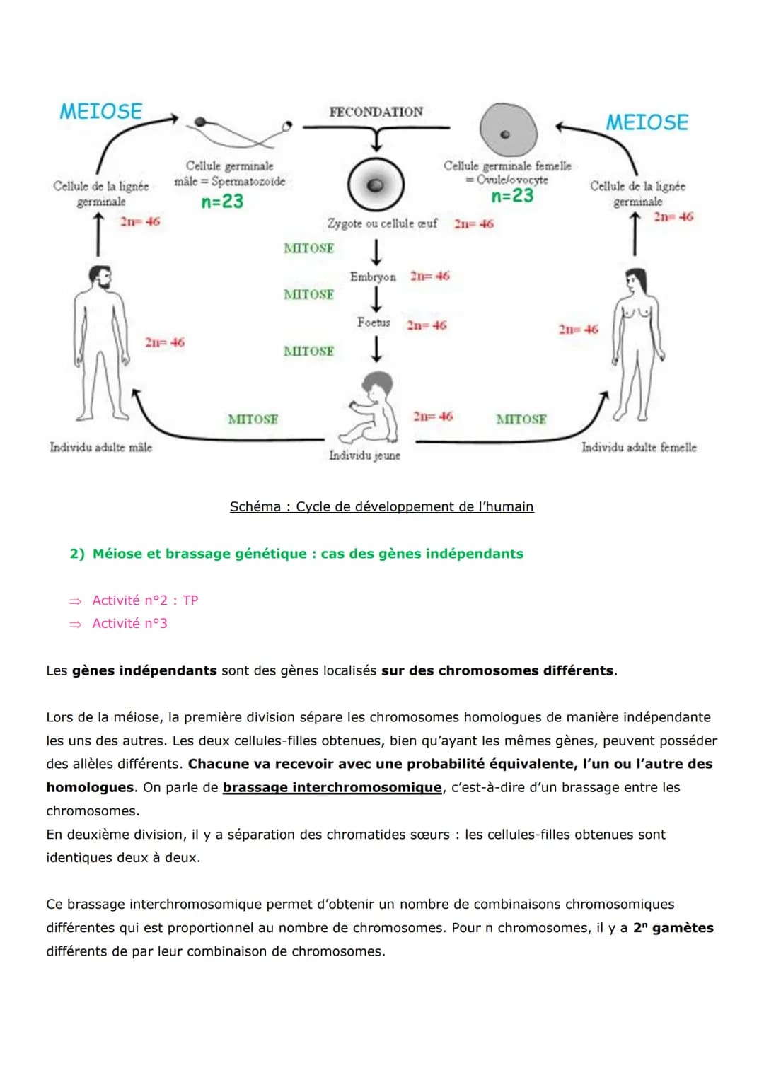 Thème 1 - La Terre, la vie, l'évolution du vivant
Chapitre 2 : Les conséquences génétiques de la reproduction sexuée
La reproduction est la 