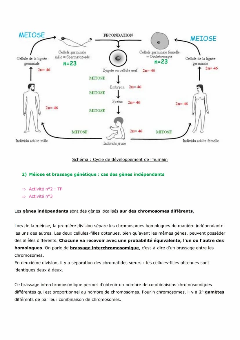 Thème 1 - La Terre, la vie, l'évolution du vivant
Chapitre 2 : Les conséquences génétiques de la reproduction sexuée
La reproduction est la 