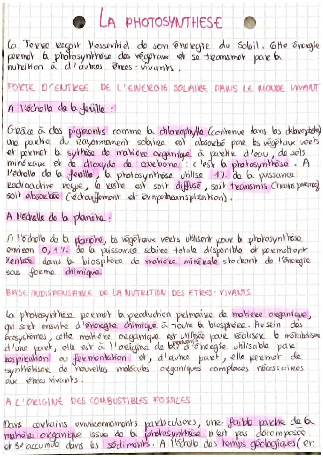 Comment Les Plantes Utilisent La Photosynthèse Pour Créer De L'Énergie