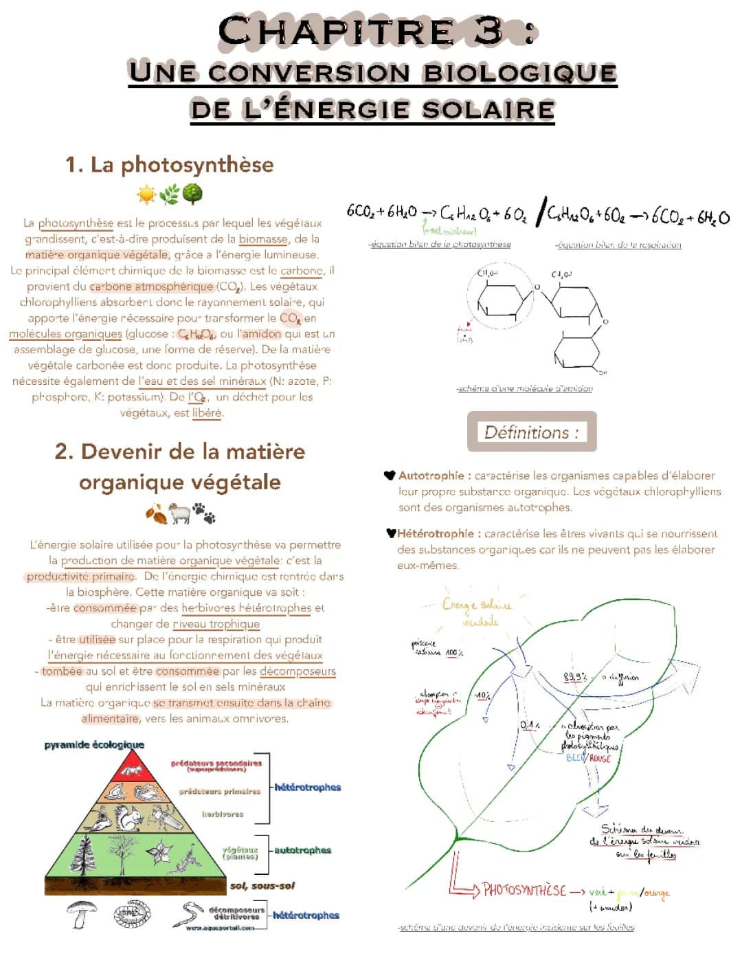 Une conversion biologique de l’énergie solaire