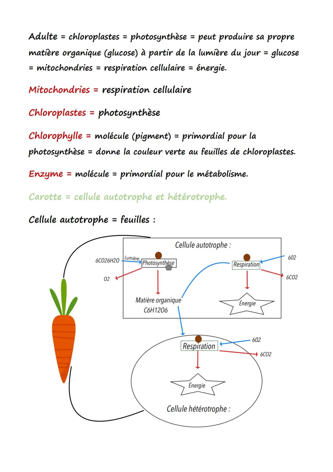 Définition:
SVT
Organite Structure intracellulaire délimitée par au moins une
membrane biologique, et assurant une (ou des) fonction(s) préc