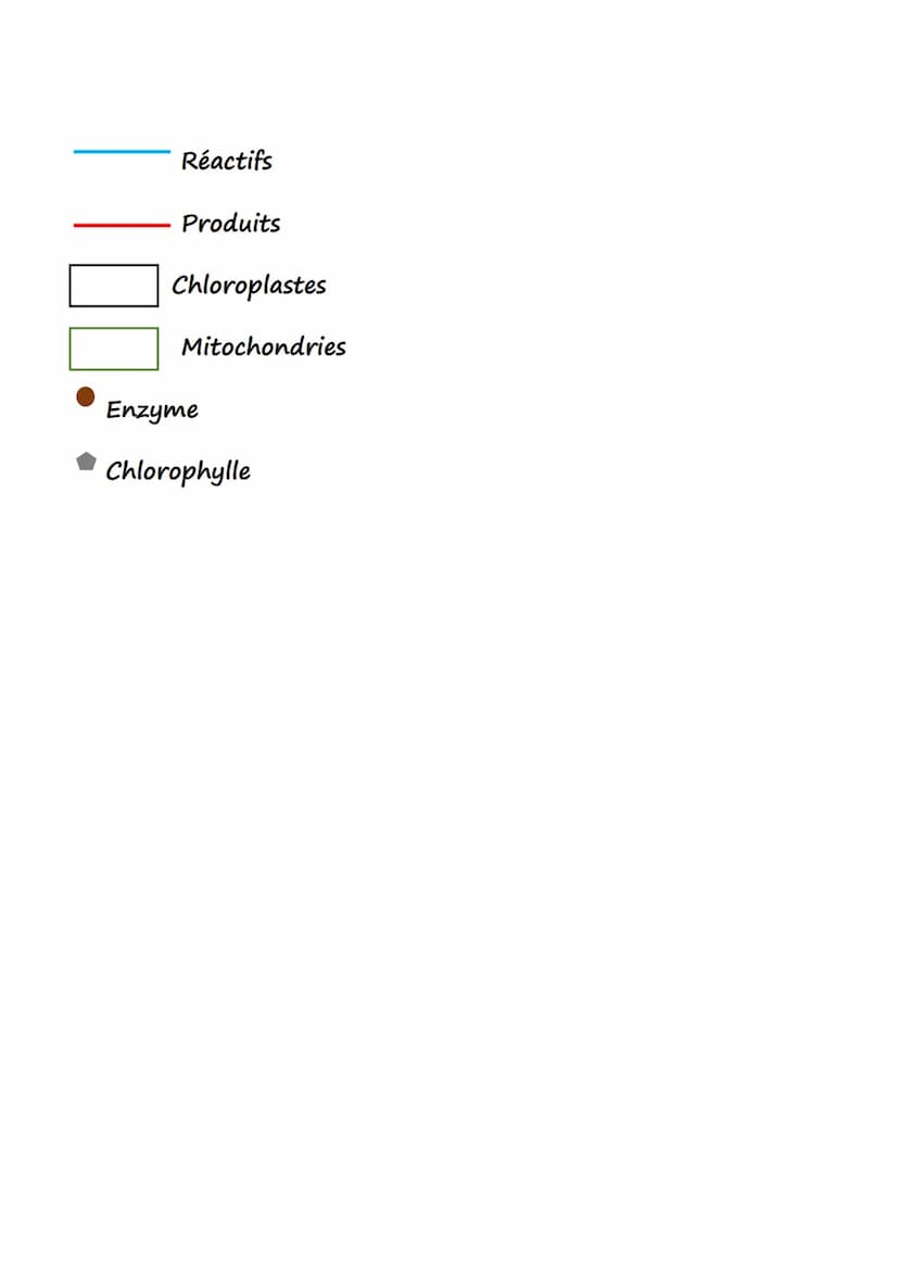 Définition:
SVT
Organite Structure intracellulaire délimitée par au moins une
membrane biologique, et assurant une (ou des) fonction(s) préc