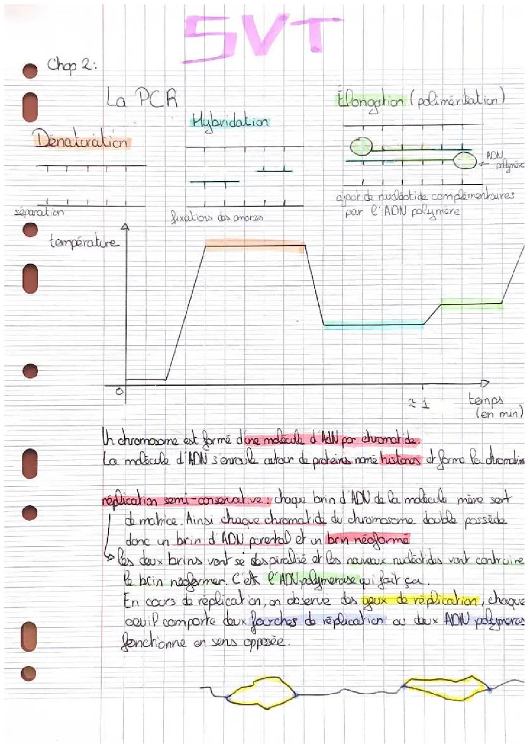 La réplication de l’ADN