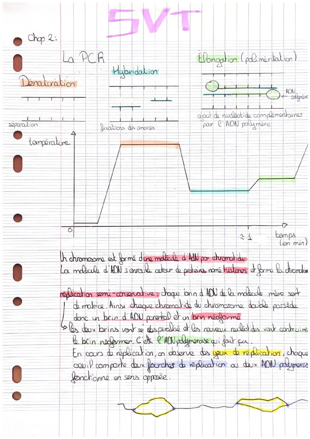 Chop 2:
La PCR
Denaturation
séparation
température
4
SVT
Hybridalion
I
+
fixations des amorces
Elongation (polimérisation)
OZADN
24
palymüre