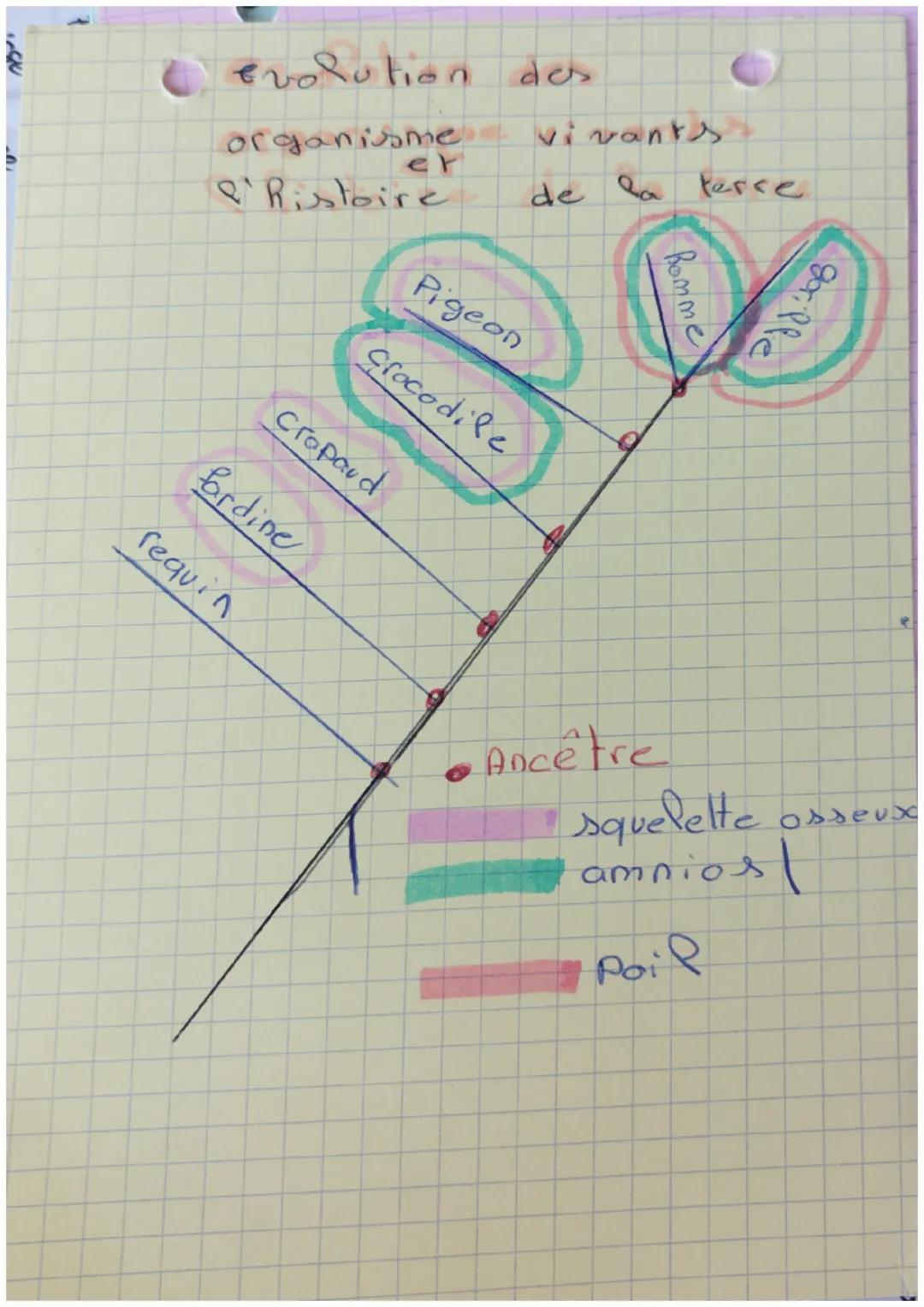# Evolution des
organisme vivants
er
'Ristoire de la terce

Bomme
Pigeon
Crocodile
Cropard
fardine
requin
gorille

•Ancêtre
squelette osseux
