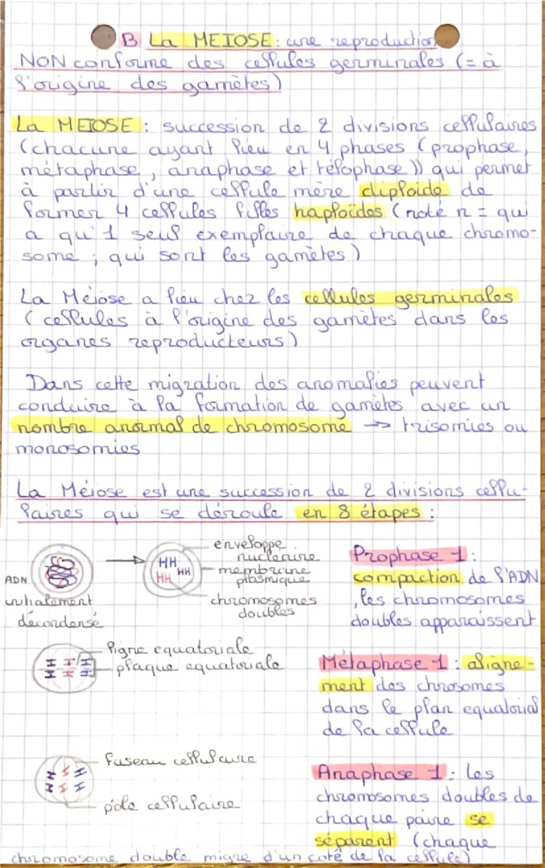 Chapitre 1 SVT
les divisions cellulaires
des eucaryotes et la réplication de l'ADN
Intro : un organisme pluricellulaire est
constitué de plu