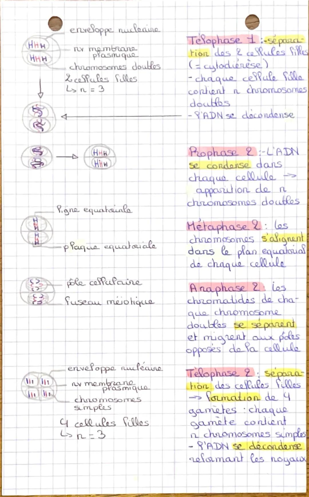 Chapitre 1 SVT
les divisions cellulaires
des eucaryotes et la réplication de l'ADN
Intro : un organisme pluricellulaire est
constitué de plu