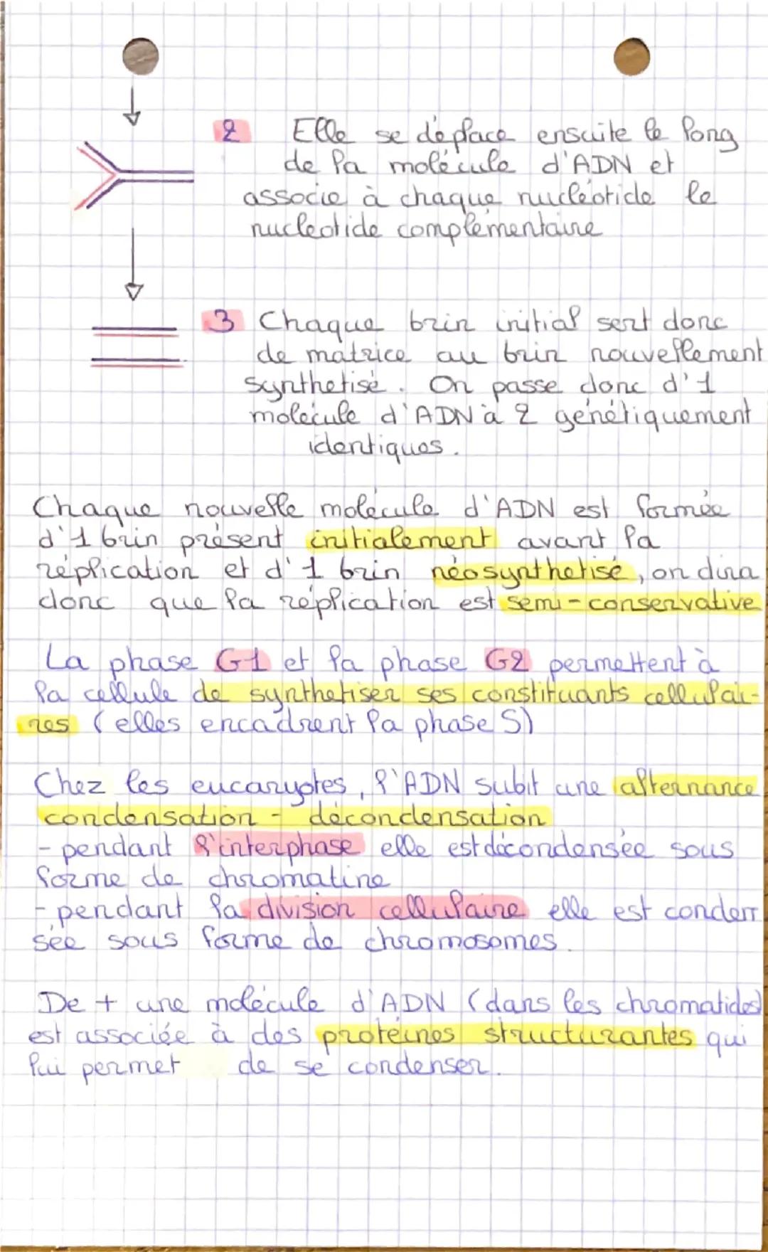 Chapitre 1 SVT
les divisions cellulaires
des eucaryotes et la réplication de l'ADN
Intro : un organisme pluricellulaire est
constitué de plu