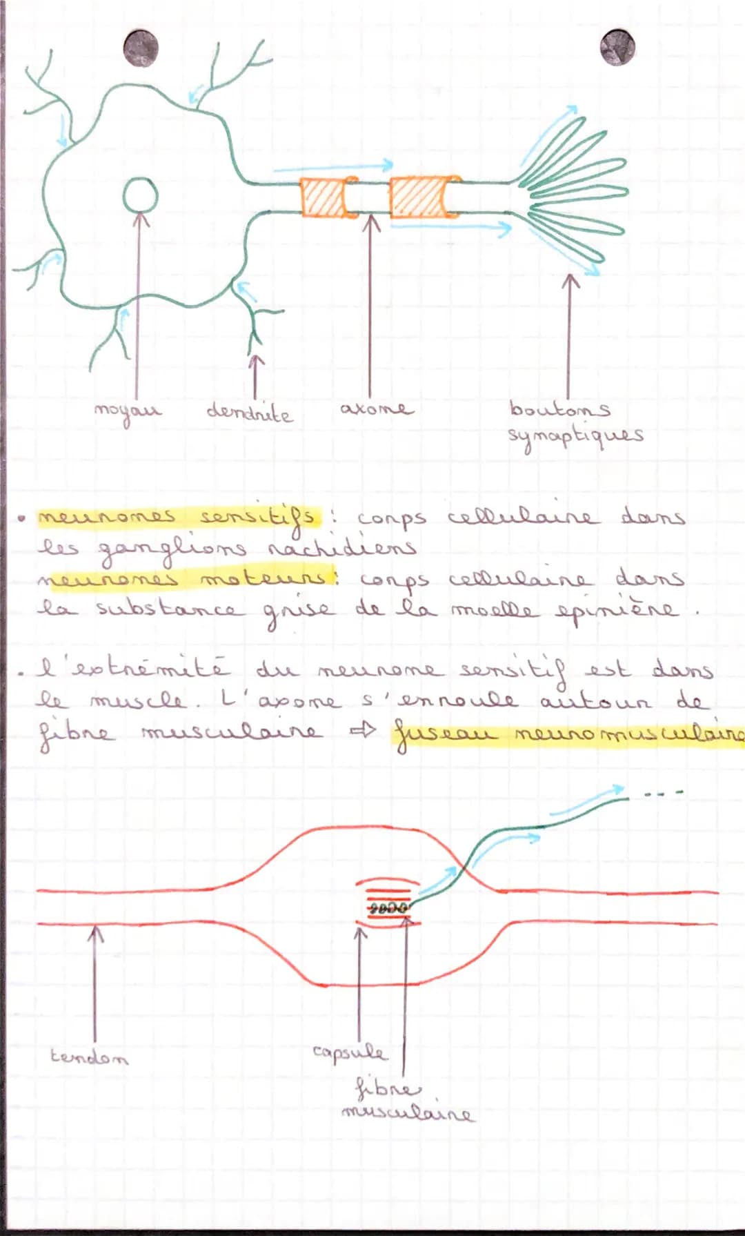 SVT
Conps humaim et
Santé
CHAPITRE 1: LES REFLEXES
I- ETUDE D'UN REFLEXE
dos
A pantin d'un elem" qui est capté pan
teuns sensoriels,
песер
m