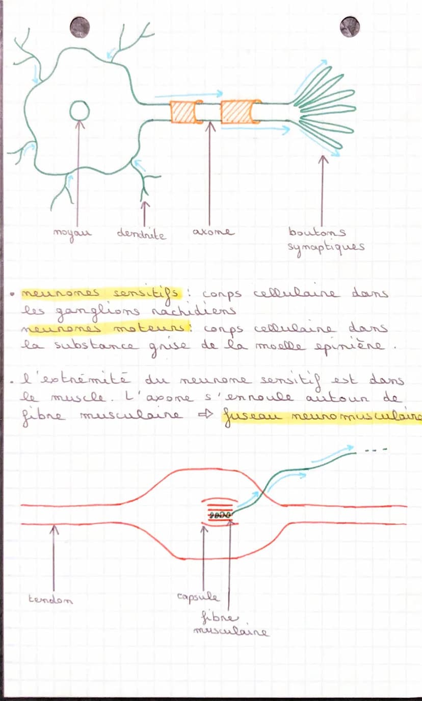 SVT
Conps humaim et
Santé
CHAPITRE 1: LES REFLEXES
I- ETUDE D'UN REFLEXE
dos
A pantin d'un elem" qui est capté pan
teuns sensoriels,
песер
m